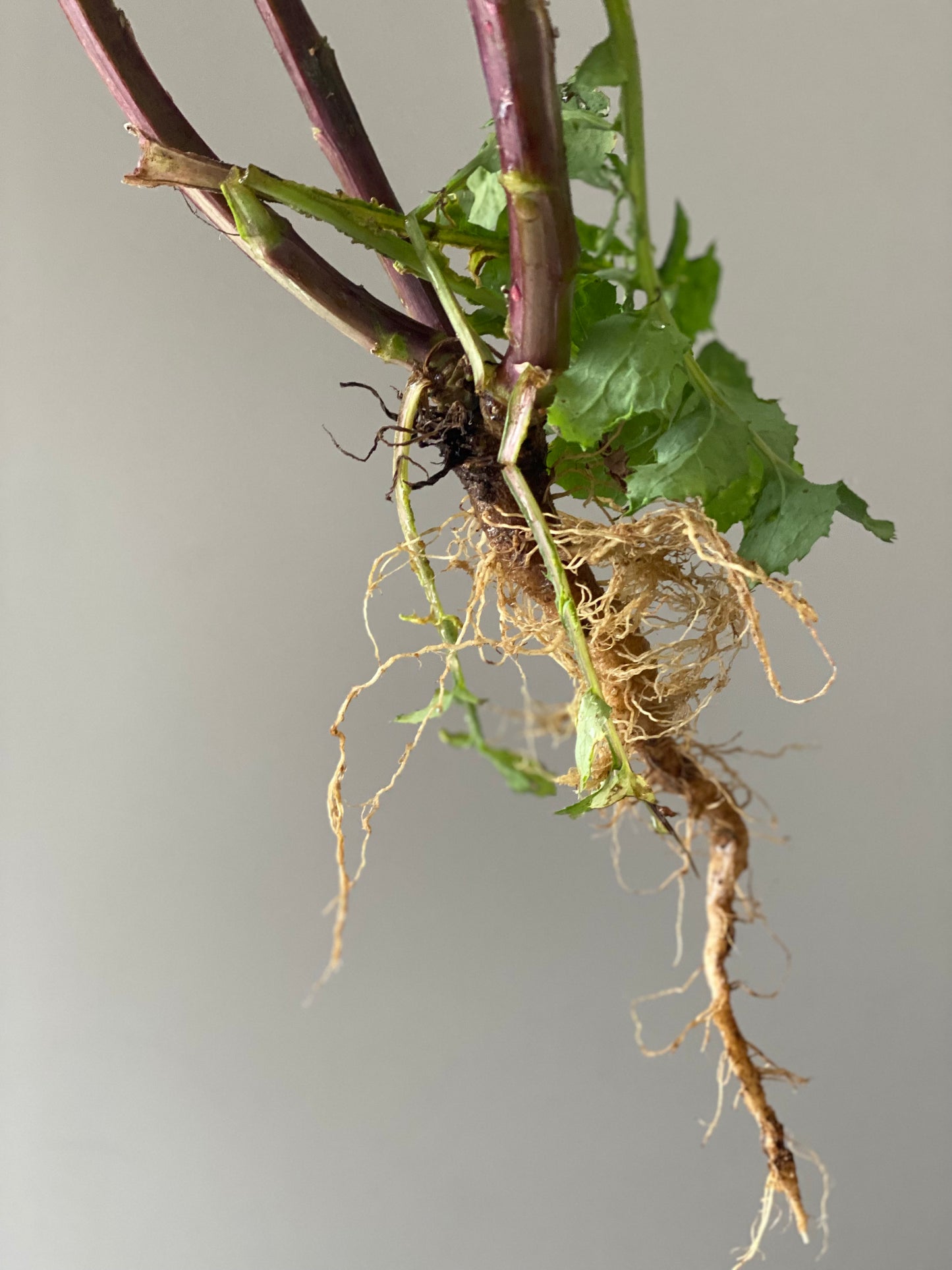 Fresh Dandelion