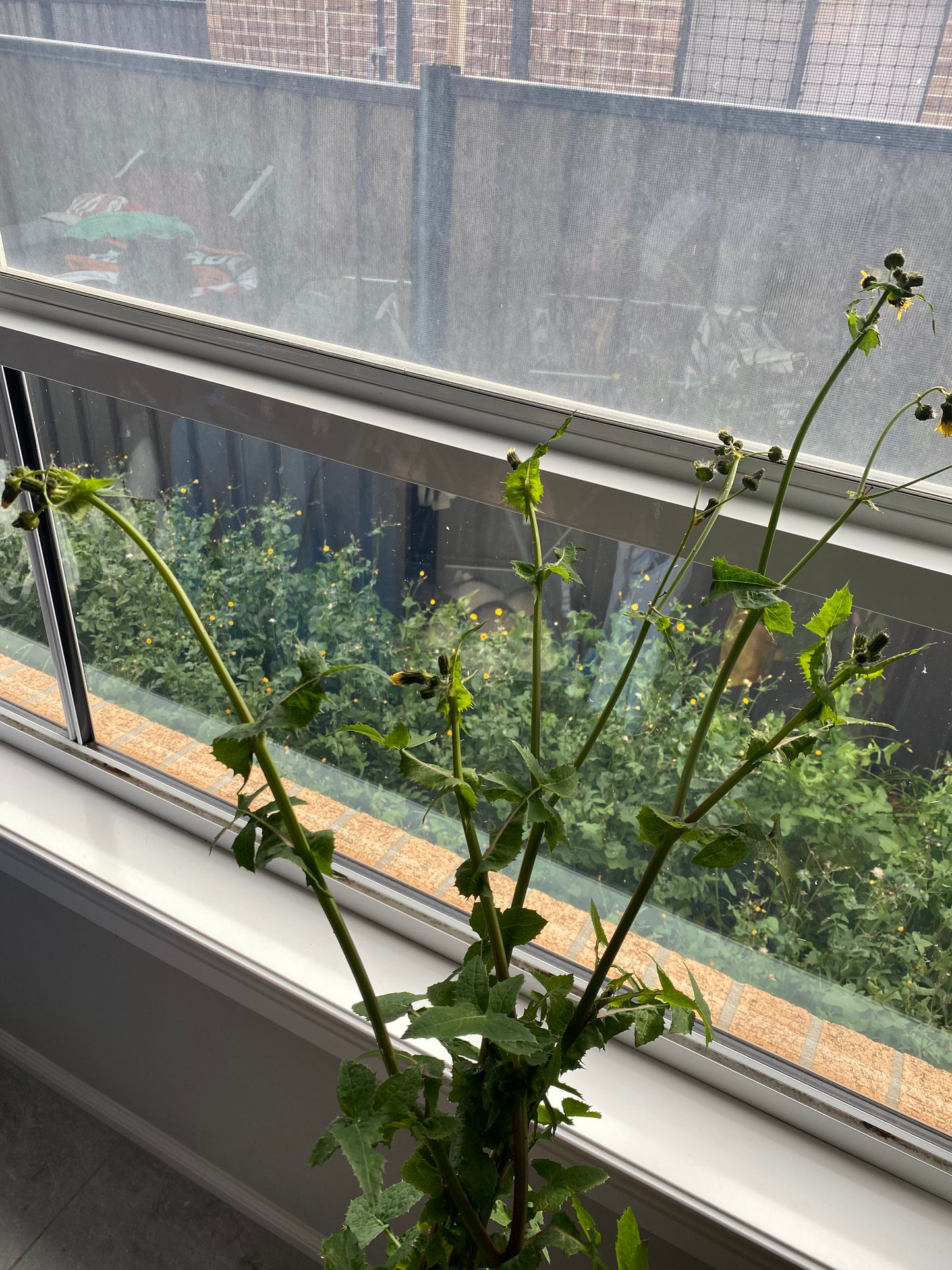 Fresh Dandelion