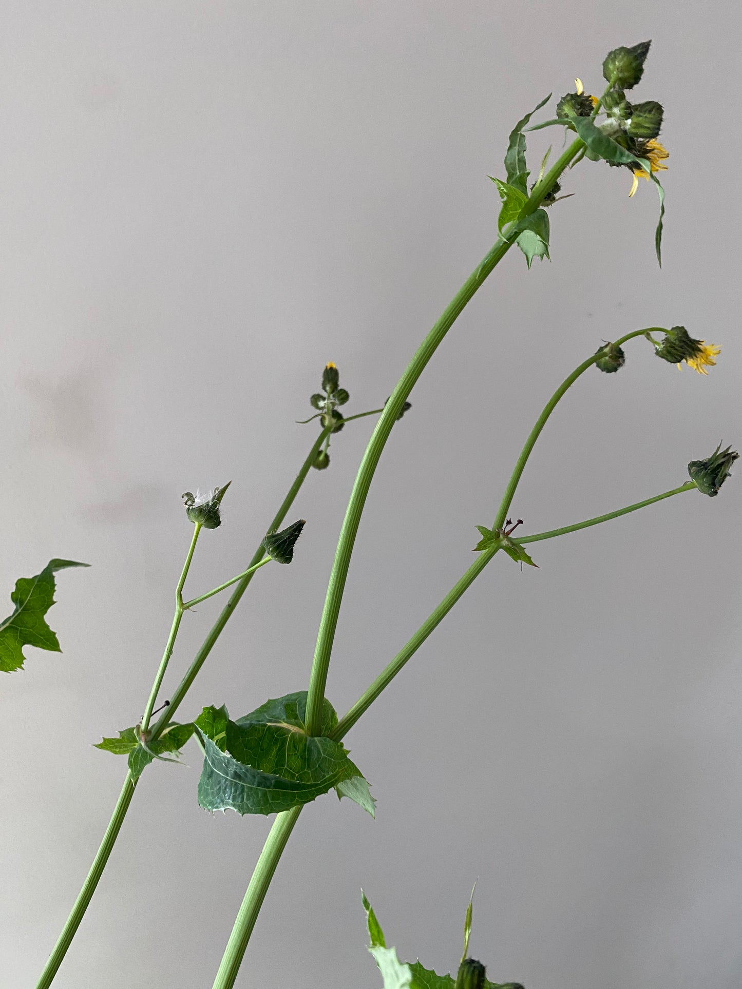 Fresh Dandelion