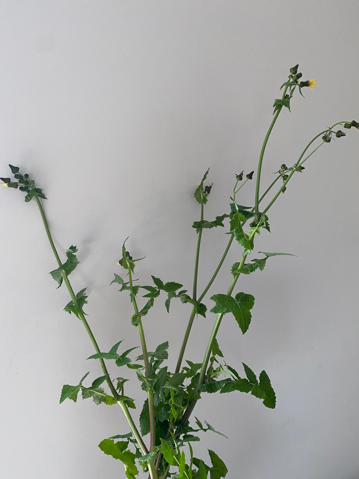 Fresh Dandelion