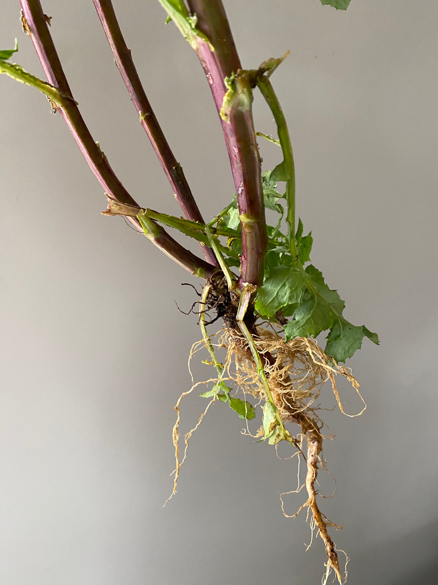Fresh Dandelion